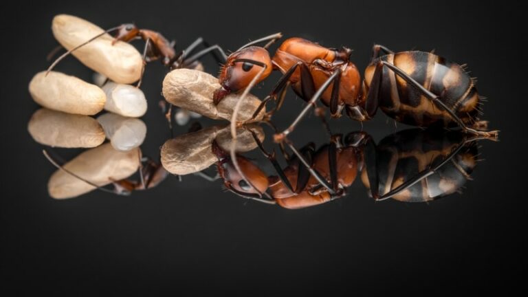 Mug Shots To Bug Shots: A Former Romanian Cop Becomes A Celebrated Wildlife Photographer